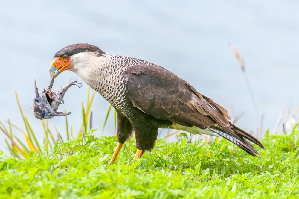 8. Crested Caracara with dried frog