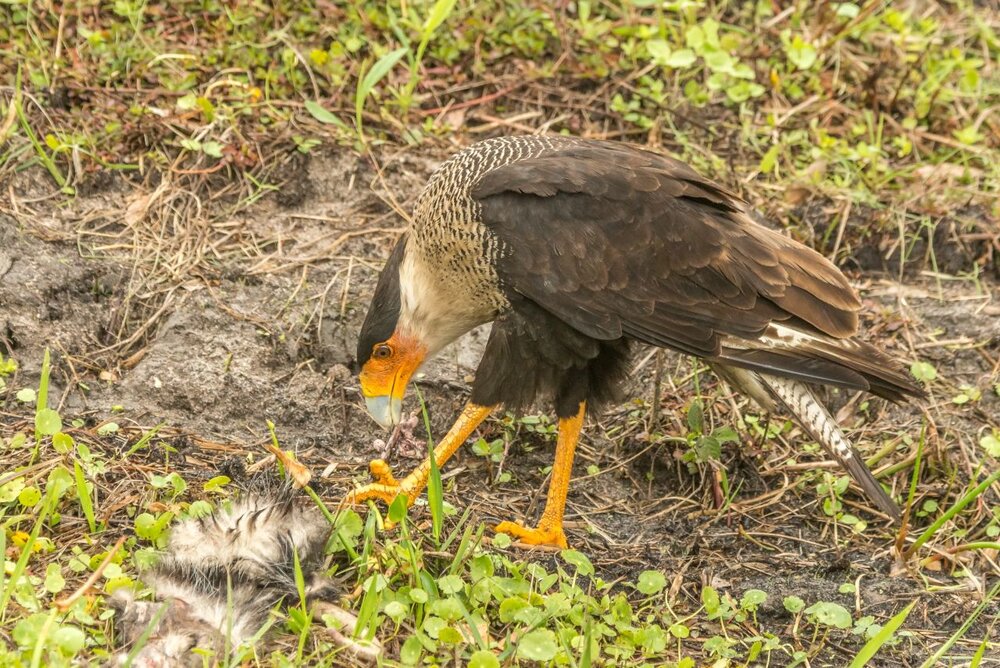 7. Crested Caracara