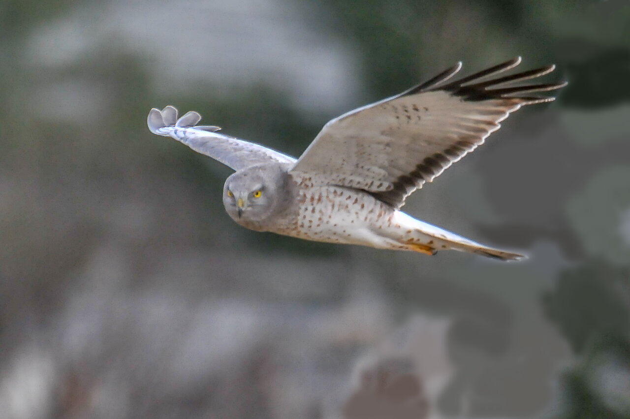 HART BEAT: THE GRAY GHOST -- NORTHERN HARRIER — St. Lucie Audubon Society