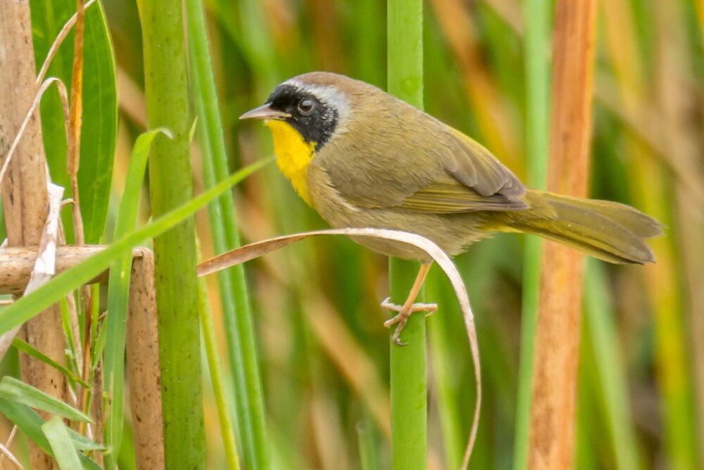 3 Common Yellowthroad