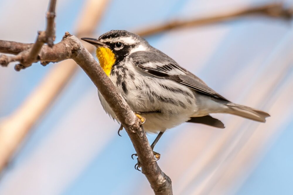 8 Yellow-throated Warbler