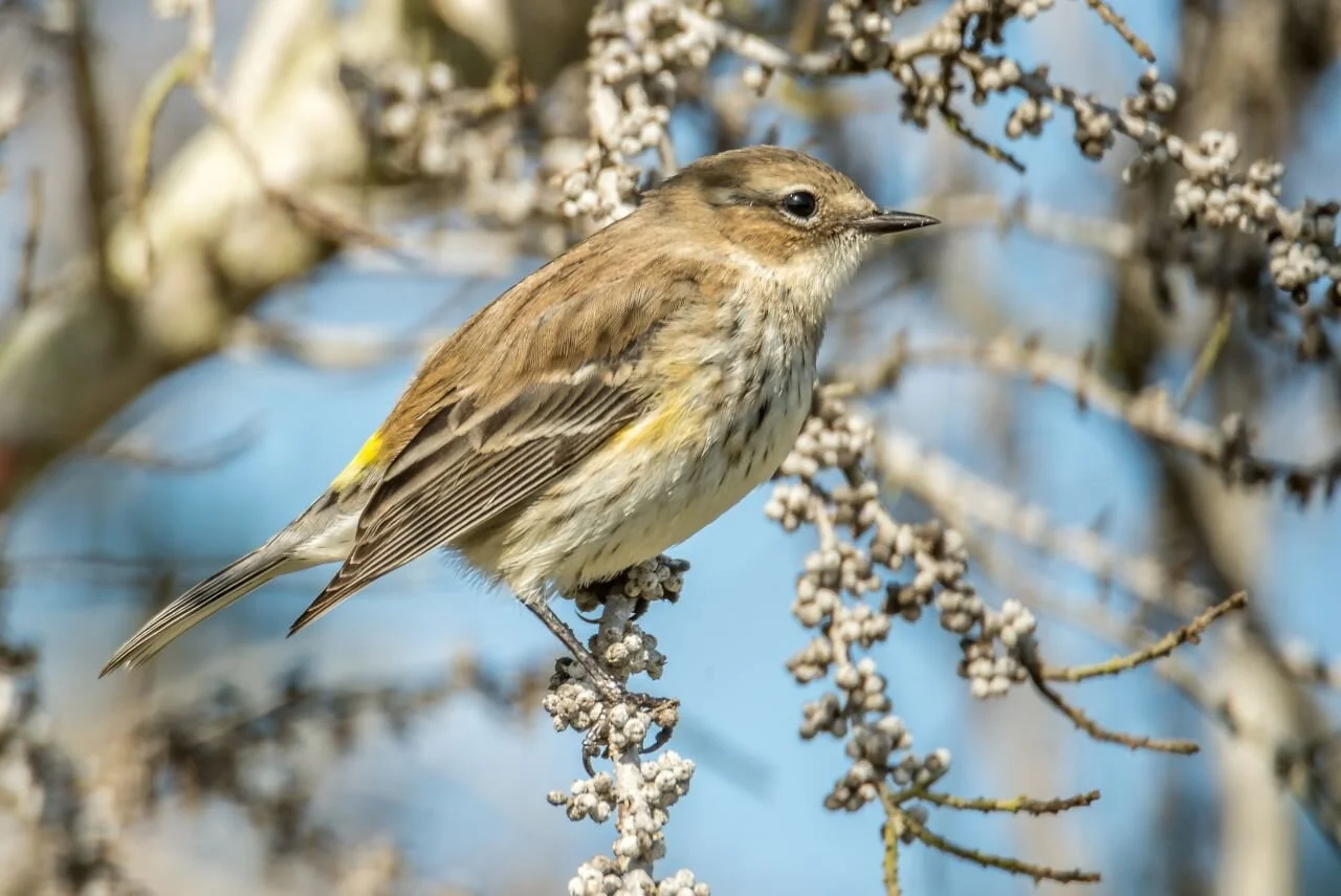 HART BEAT FLORIDA'S WINTERING WARBLERS — St. Lucie Audubon Society