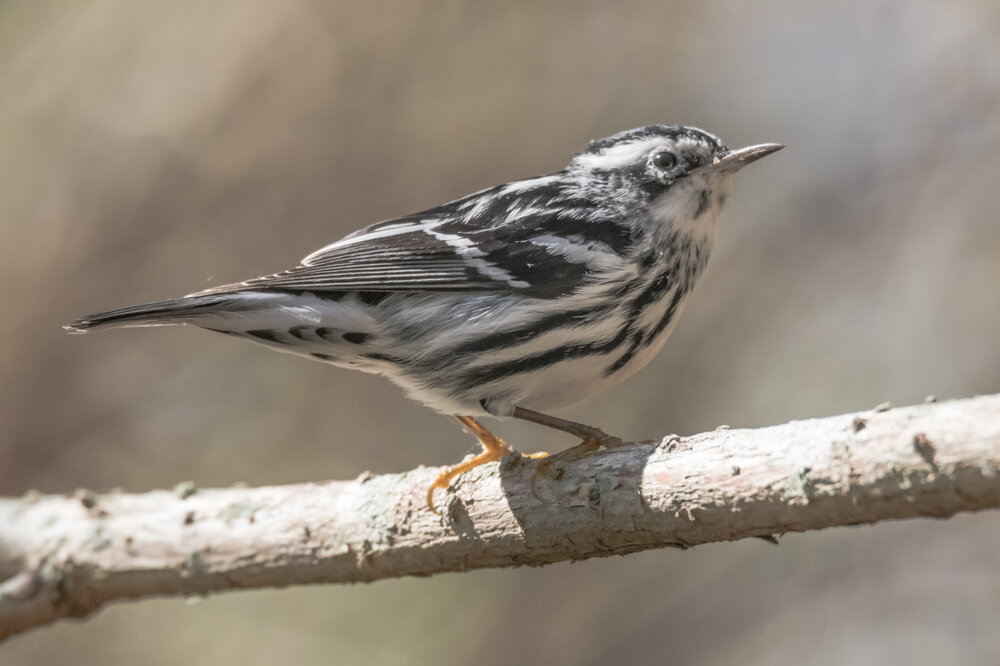 5 Black and White Warbler