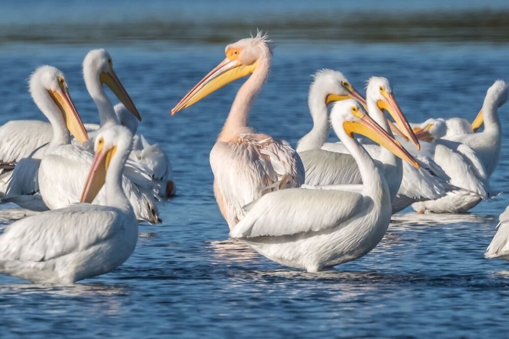 4. White pelicans, mixed