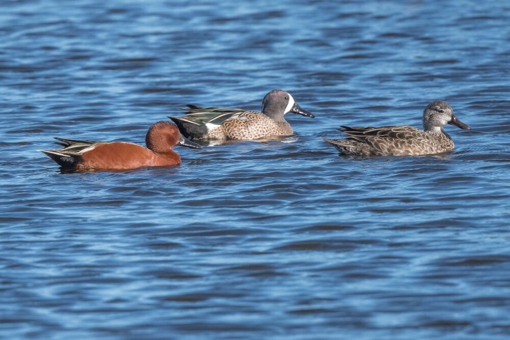 7. Cinnamon Teal, Blue-winged Teal