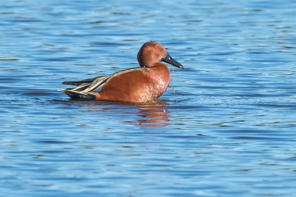 9. Cinnamon Teal