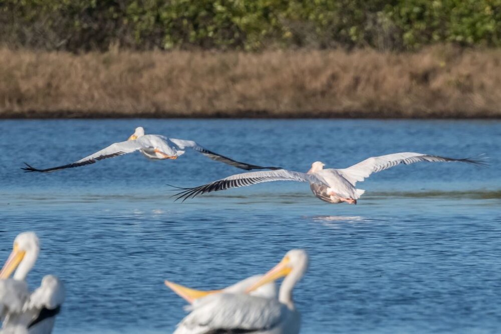 6. Great White Pelican in flight