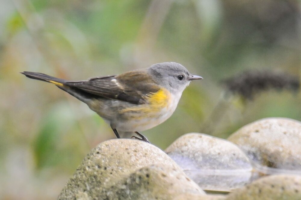 2. Redstart, female