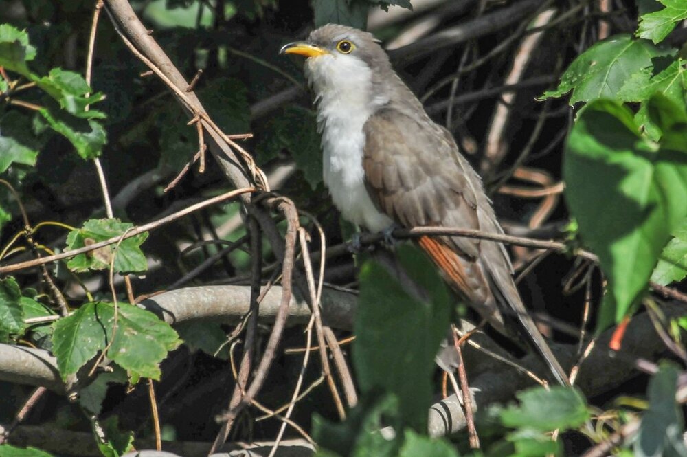 3. Yellow-billed Cuckoo