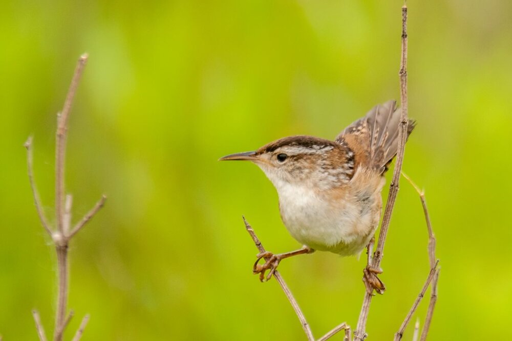 4. Marsh Wren