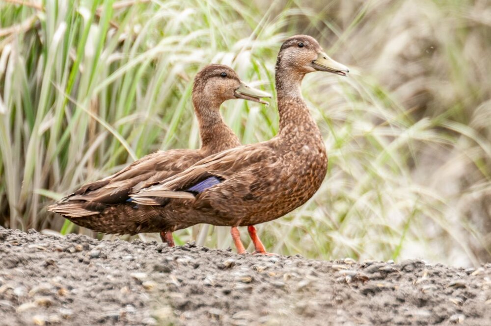 6. American Black Duck