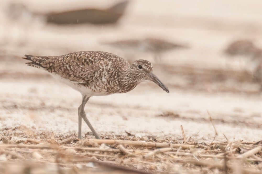 8. Willet