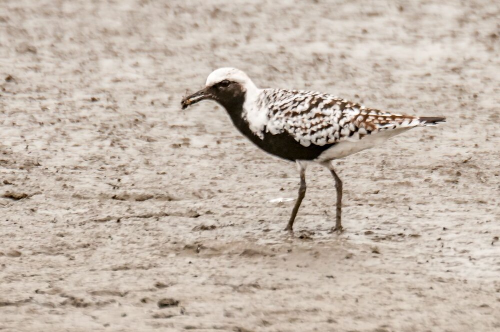 9. Black-bellied Plover