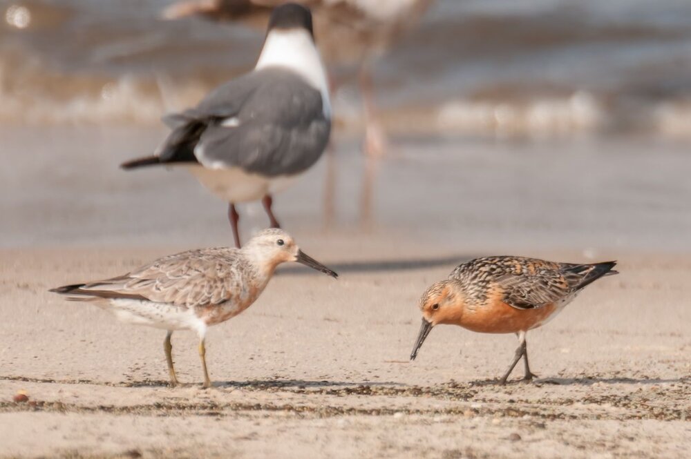 11. Red Knots