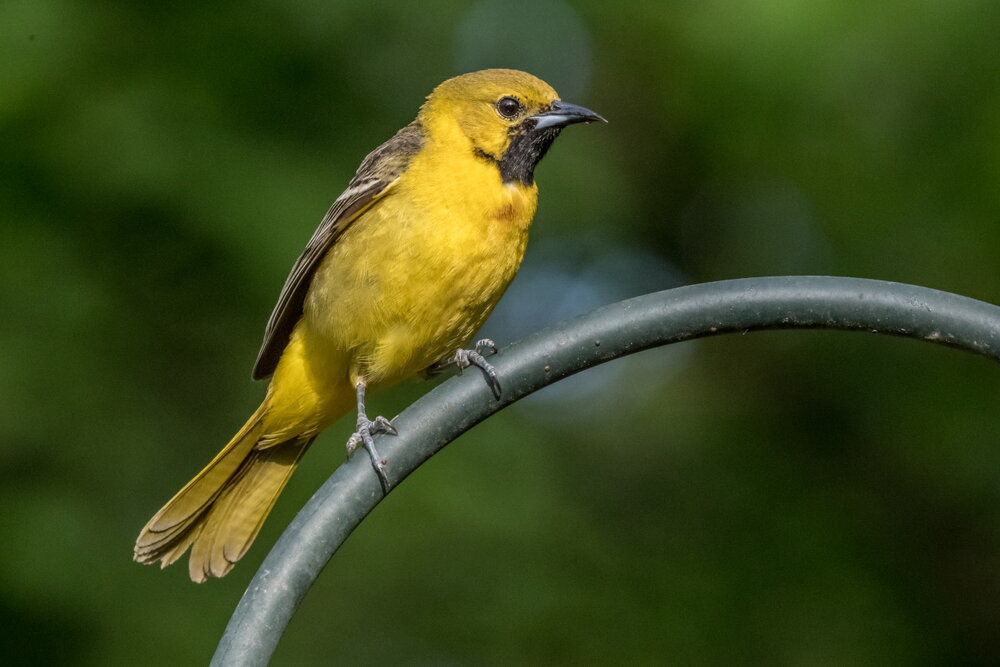 3. Orchard Oriole