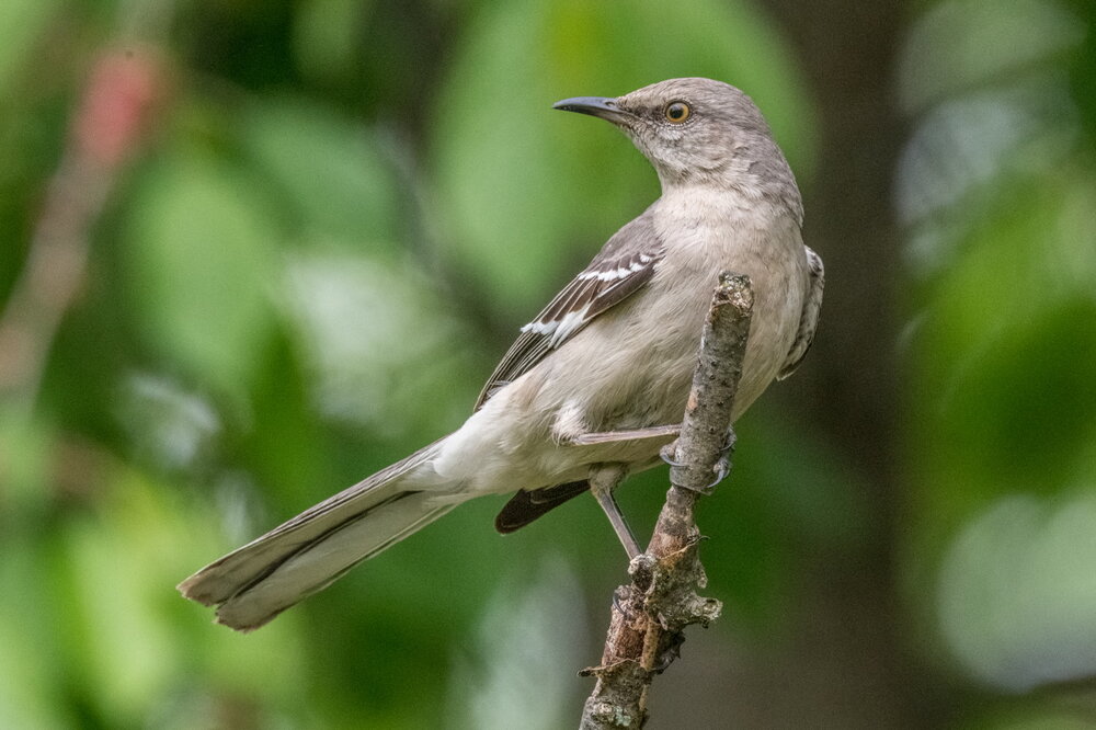 2. Northern Mockingbird