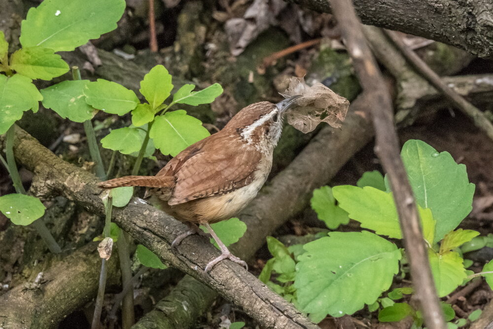 5. Carolina Wren