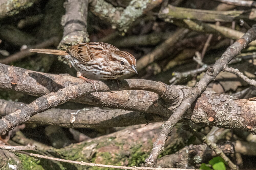 4. Song Sparrow