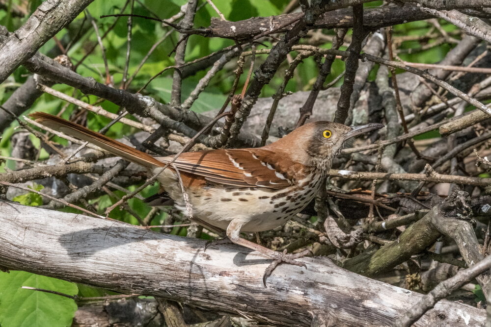 6. Brown Thrasher