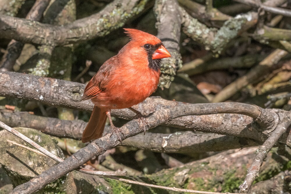 7. Northern Cardinal