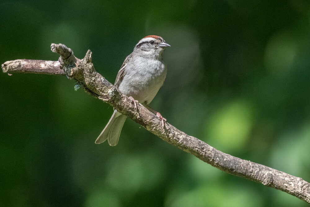 9. Chipping Sparrow