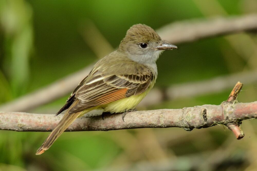 10. Great Crested Flycatcher