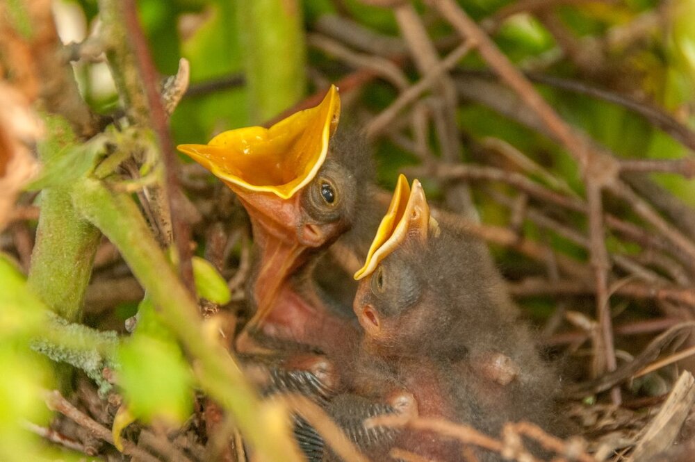 2. Northern Mockingbird chicks