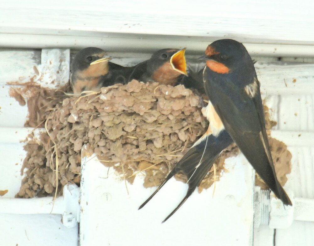 4. Barn Swallows