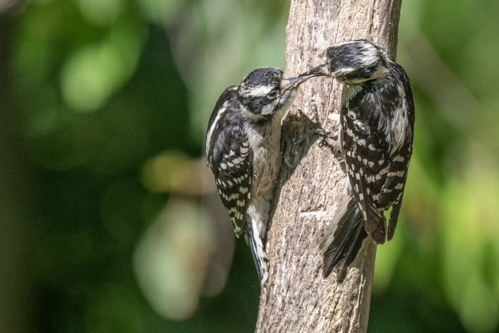 5.  Downy Woodpeckers, female and juvenile