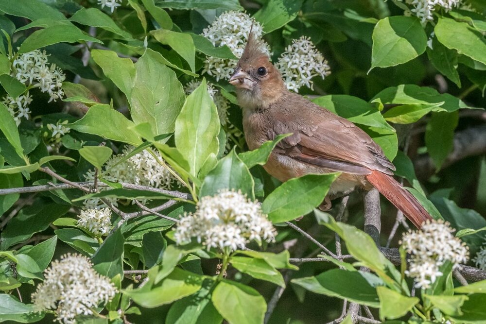 7. Northern Cardinal, juvenile