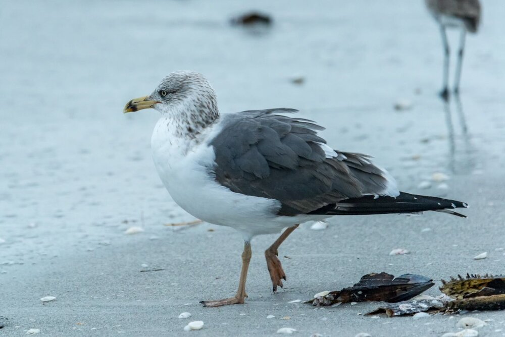 2. Lesser Black-backed Gull
