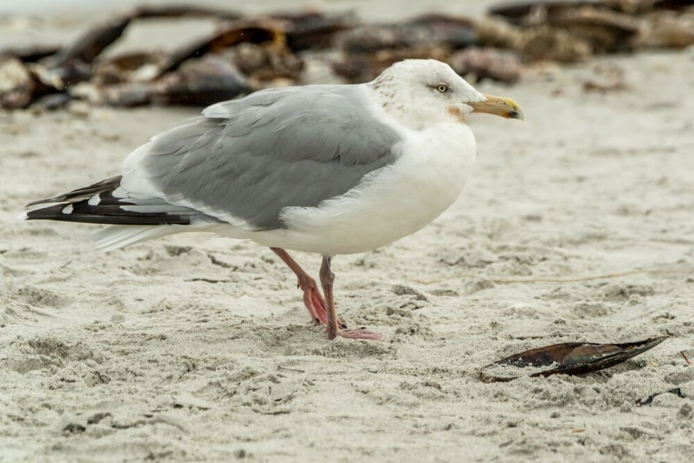 6. Herring Gull