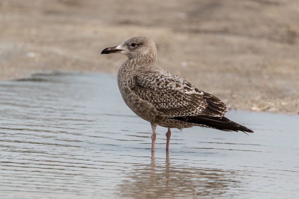 7. Herring Gull