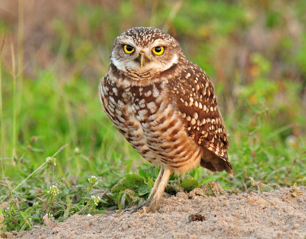 Burrowing Owl (2)