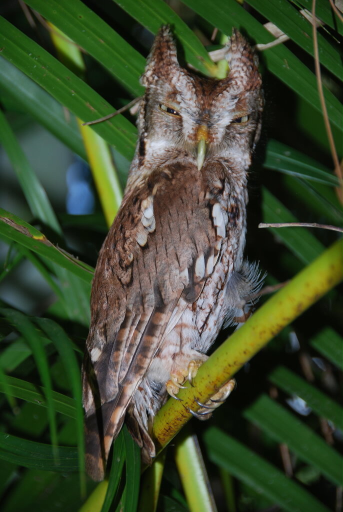 Eastern Screech Owl (5)