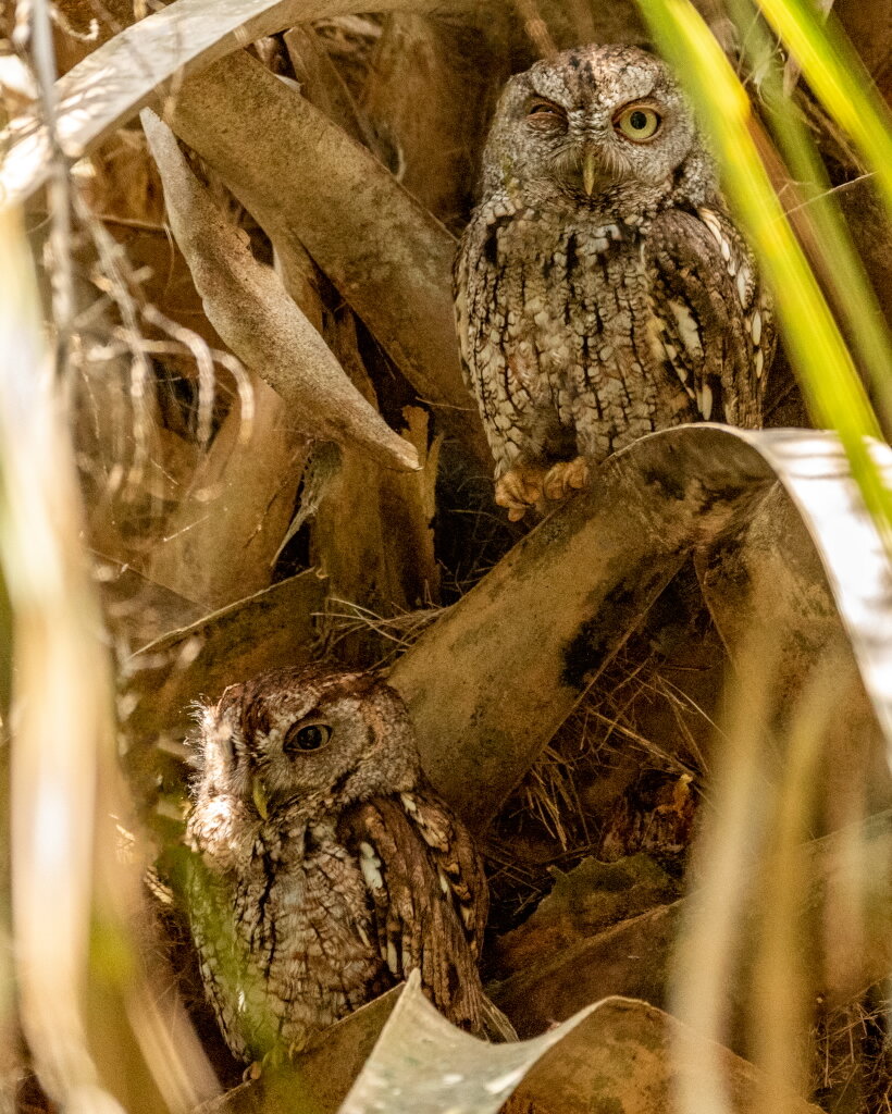 Eastern Screech Owl (4)