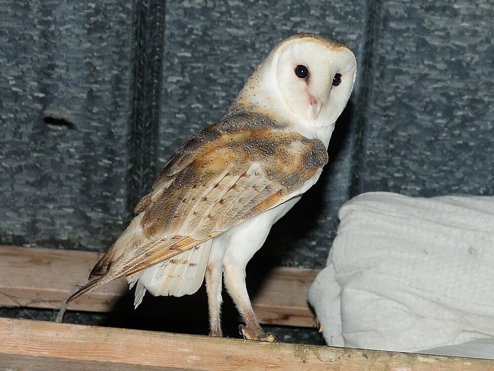 Barn Owl (8)