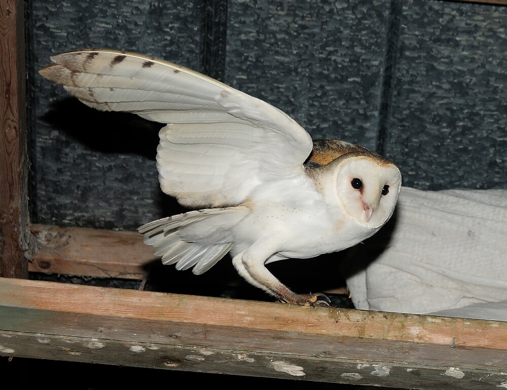 Barn Owl (9)