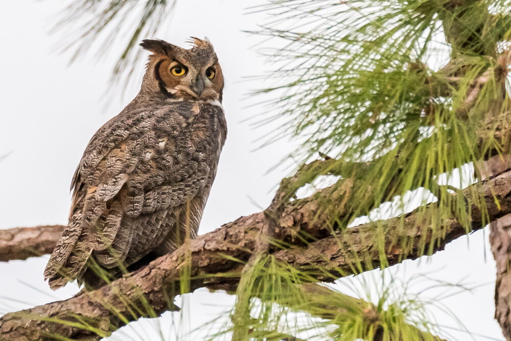 Great Horned Owl (6)