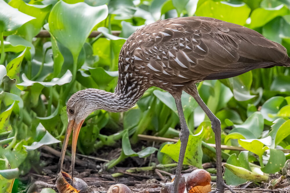 6. Limpkin