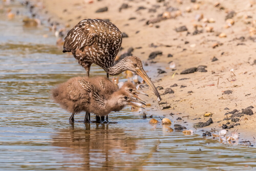 7. Limpkin