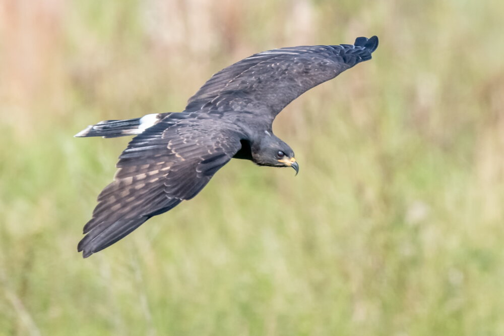 9. Snail Kite, male