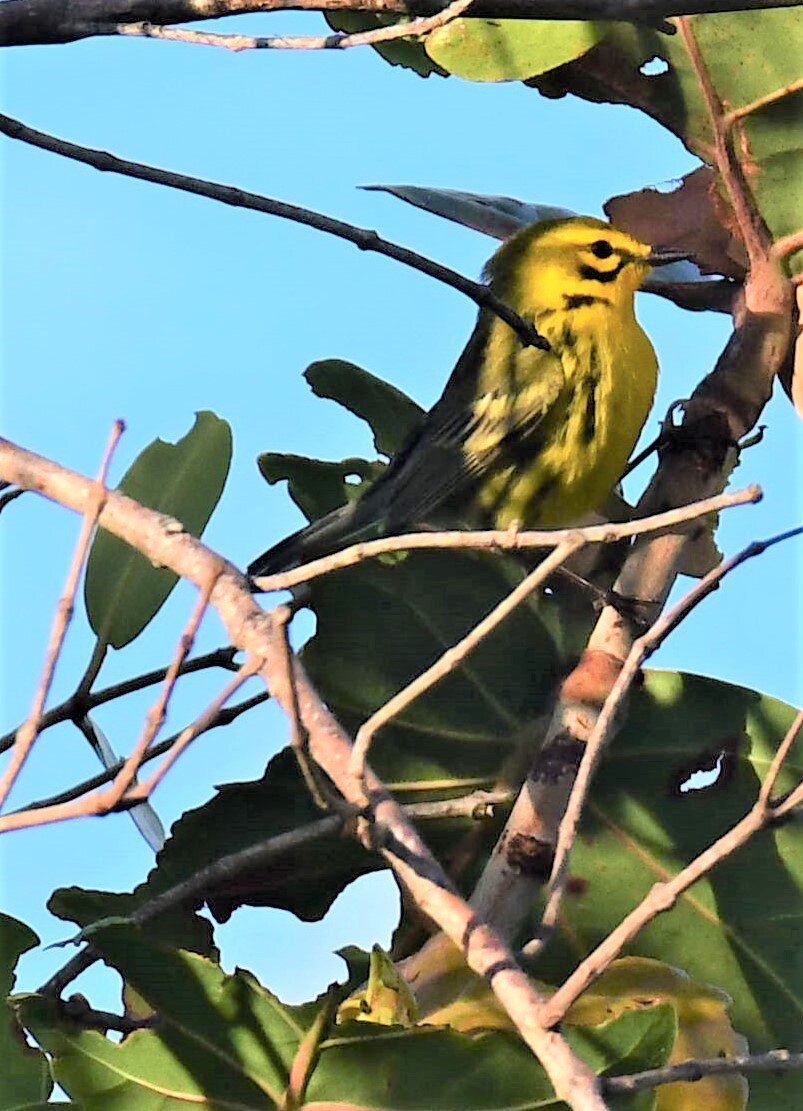 Prairie Warbler