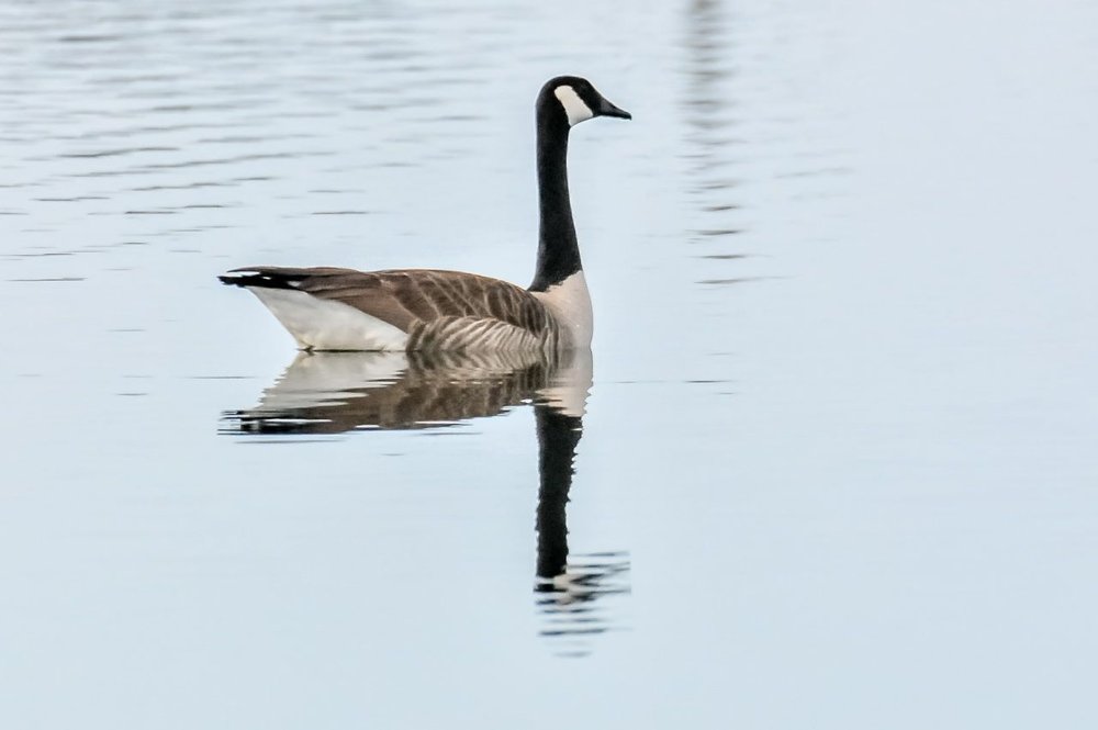 4. Canada Goose