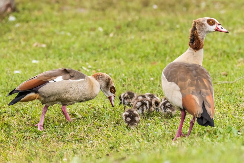 7.Egyptian Goose family