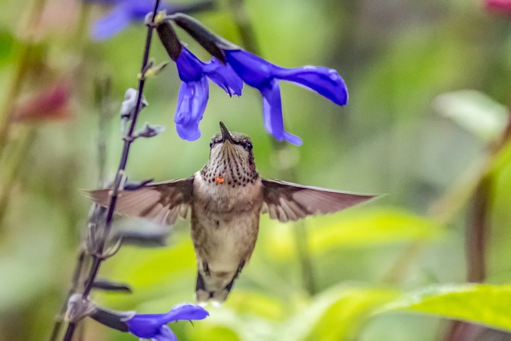 2. Ruby-throated Hummingbird, young male