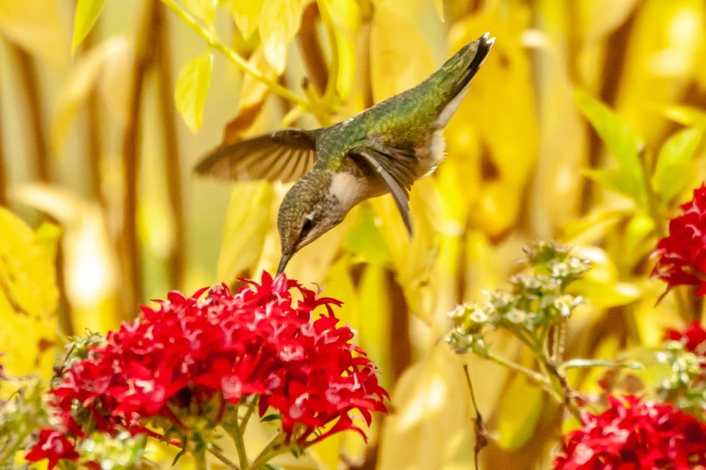 3. Ruby-throated Hummingbird, female