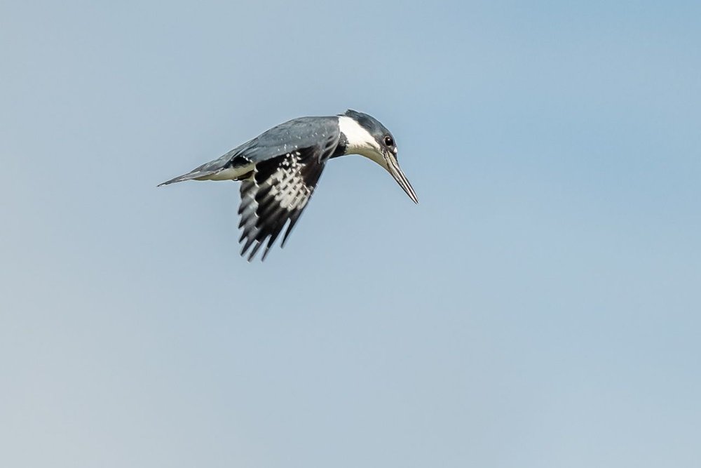 4. Belted Kingfisher