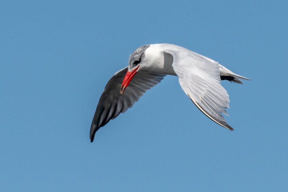 6. Caspian Tern