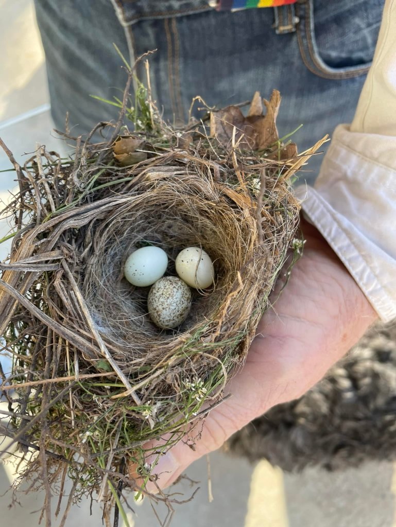 2) Interesting bird nest